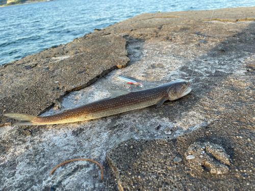 エソの釣果