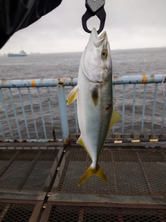 イナダの釣果