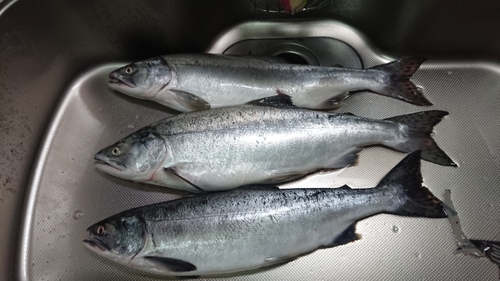 カラフトマスの釣果