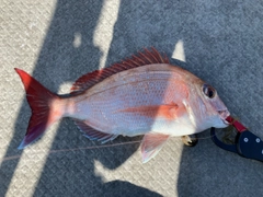 マダイの釣果