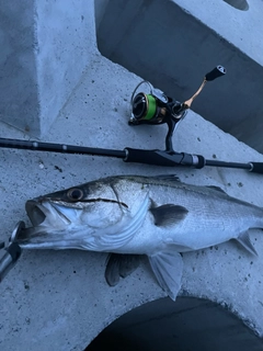 シーバスの釣果