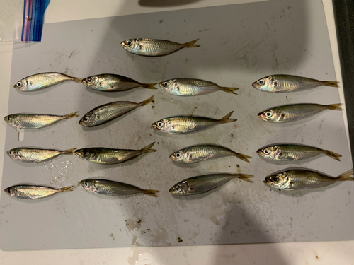 アジの釣果