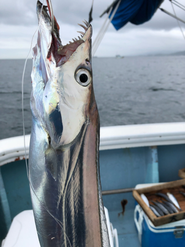 タチウオの釣果