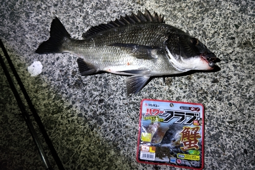 チヌの釣果