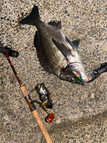 クロダイの釣果