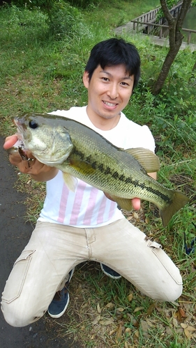 ブラックバスの釣果