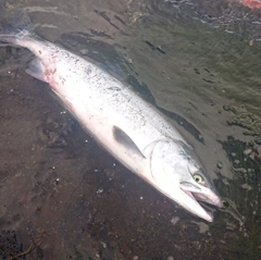 カラフトマスの釣果