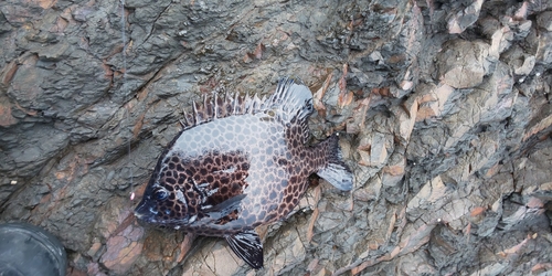 イシガキダイの釣果