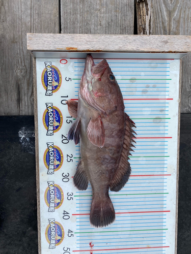 マハタの釣果