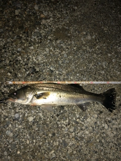 フッコ(マルスズキ)の釣果