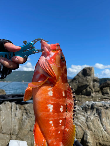 アカハタの釣果