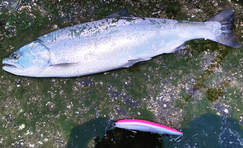 サクラマスの釣果