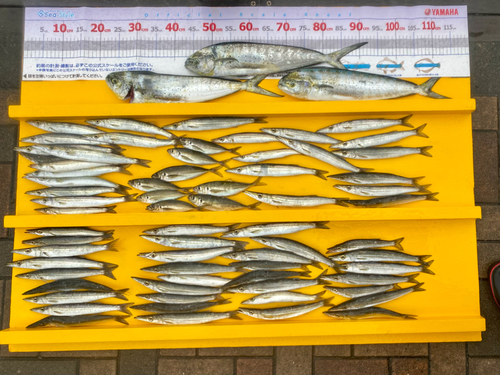 カマスの釣果