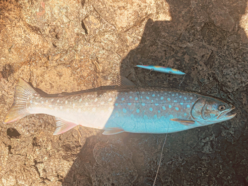 アメマスの釣果