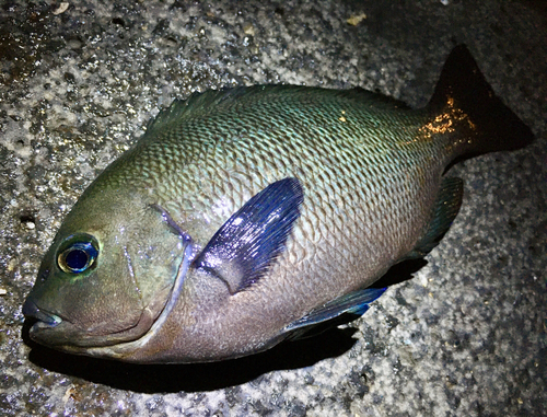 メジナの釣果