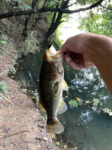 ラージマウスバスの釣果