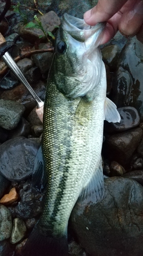 ラージマウスバスの釣果