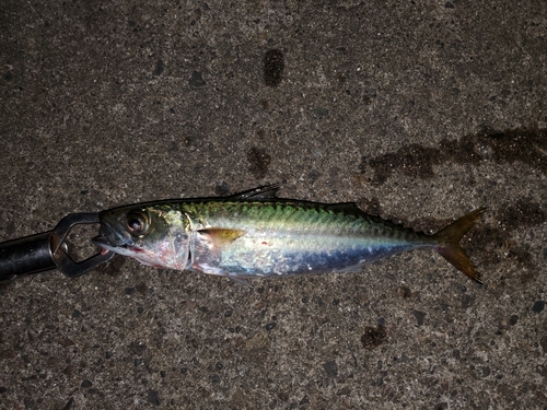 サバの釣果