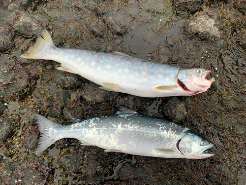 アメマスの釣果