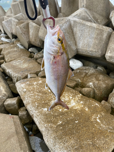 ショゴの釣果