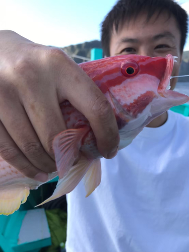 アカハタの釣果