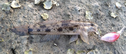 ハゼの釣果