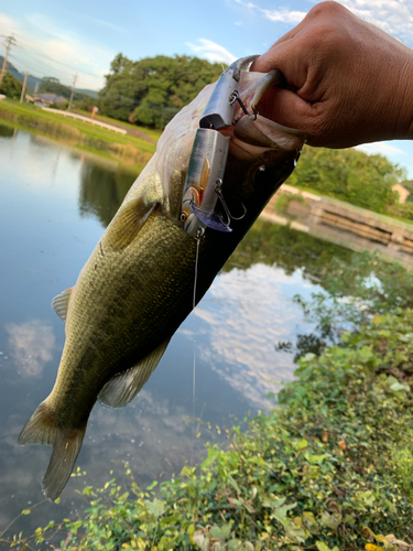 ブラックバスの釣果