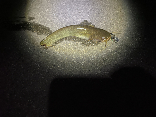 ナマズの釣果