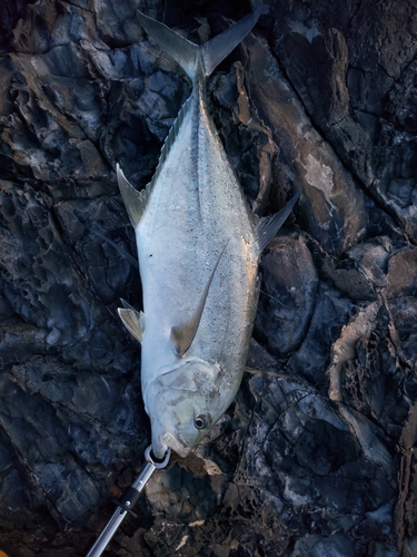 オニヒラアジの釣果