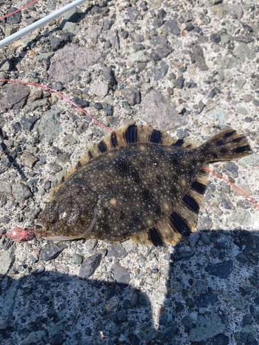 カレイの釣果