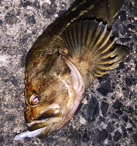 シマゾイの釣果