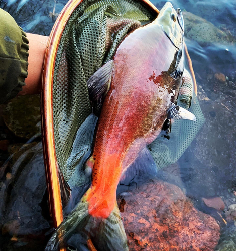 ヒメマスの釣果