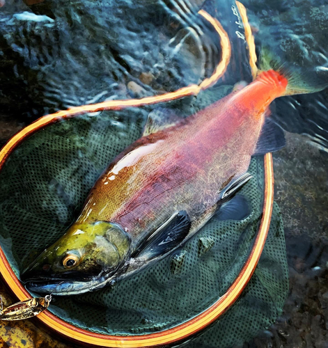 ヒメマスの釣果