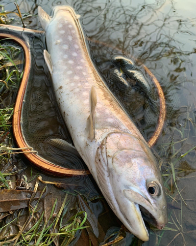 アメマスの釣果