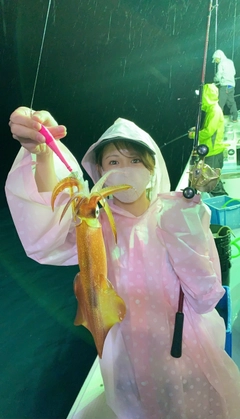 ケンサキイカの釣果