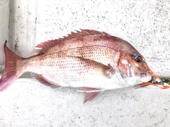 マダイの釣果