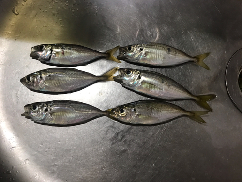 アジの釣果