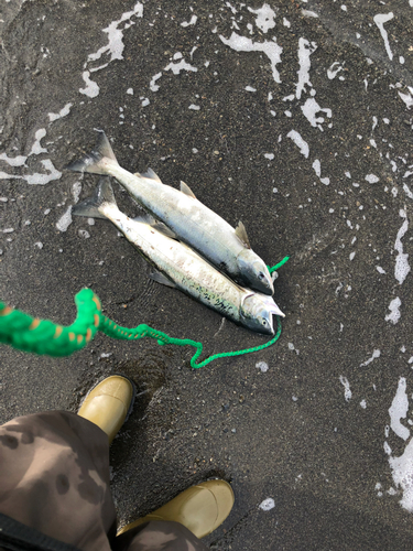 アキアジの釣果