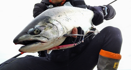 サクラマスの釣果