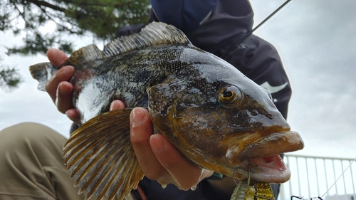 アイナメの釣果