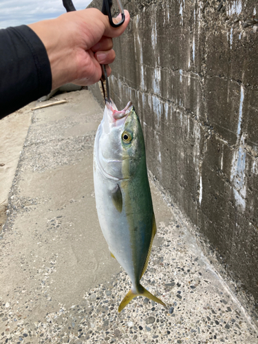 ハマチの釣果