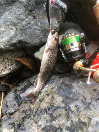 ニッコウイワナの釣果