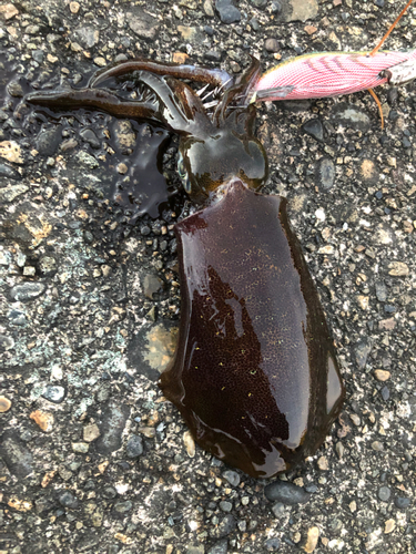 アオリイカの釣果