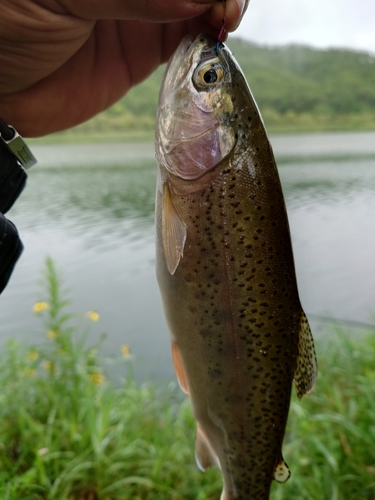 ニジマスの釣果