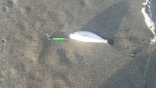 イシモチの釣果