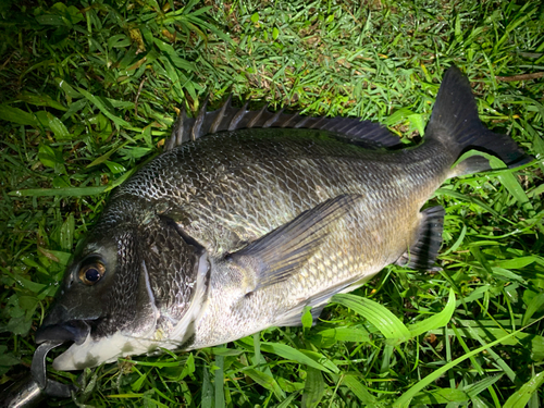 チヌの釣果