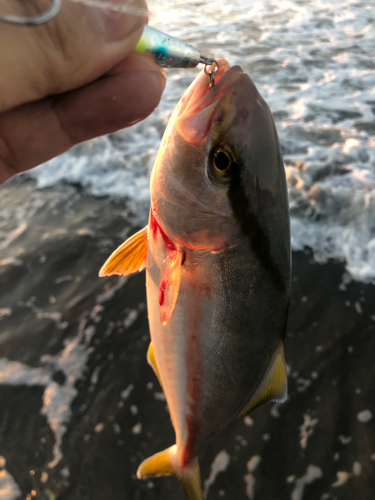 ショゴの釣果