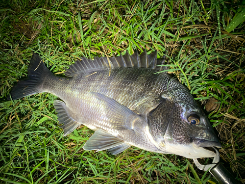 チヌの釣果