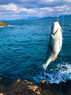 メジナの釣果