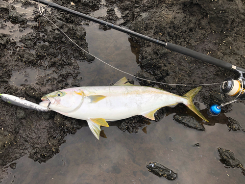 ヒラマサの釣果